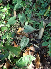 Thladiantha punctata