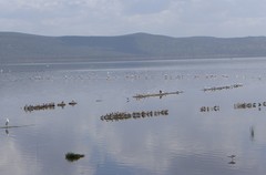 Anas capensis