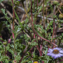 Afroaster erucifolius
