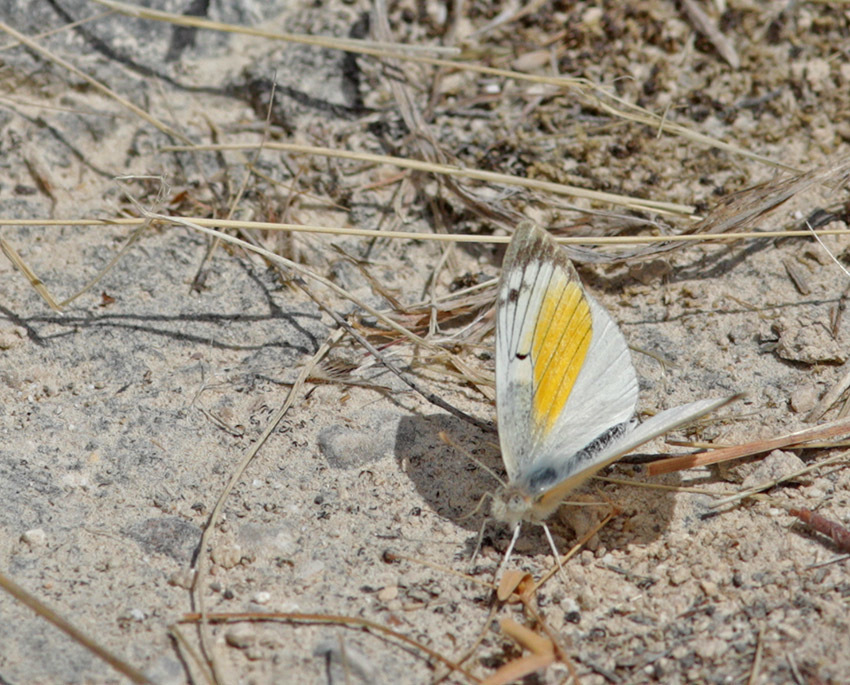 Orange Patch White