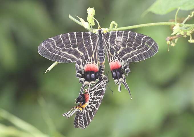 Ludlow's Bhutan Swallowtail (Bhutanitis ludlowi) · iNaturalist