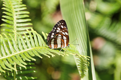Neptis hylas varmona