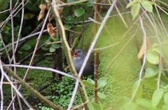 Rallus semiplumbeus