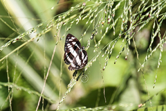 Neptis hylas varmona