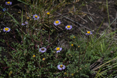 Afroaster erucifolius
