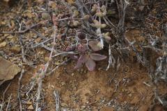 Tylecodon reticulatus