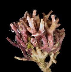 Amphiroa