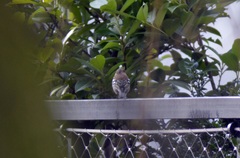 Fringilla coelebs