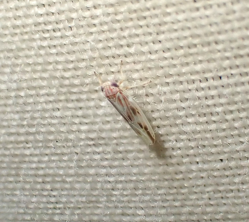 Balclutha rubrostriata observed 2023-08-17