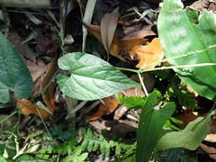 Thladiantha punctata