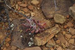 Tylecodon reticulatus