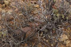 Tylecodon reticulatus