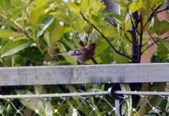 Fringilla coelebs