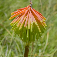 Kniphofia baurii