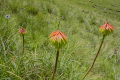Kniphofia baurii