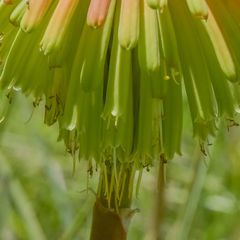 Kniphofia baurii