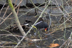Gallinula chloropus