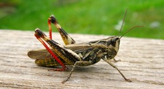 Chorthippus binotatus binotatus