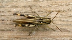 Chorthippus binotatus binotatus