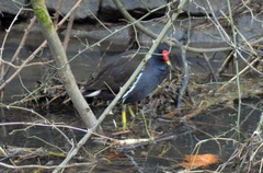 Gallinula chloropus