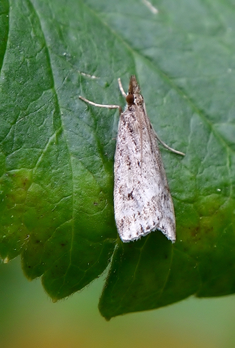 Marsh Grey, Ospel, Nederland, photo 4 of 10