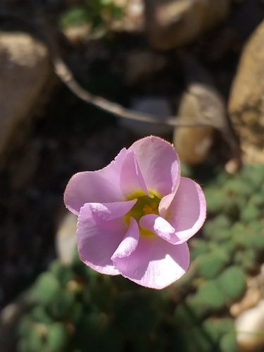 Oxalis fergusoniae (Oxalis fergusoniae)