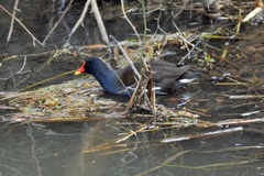 Gallinula chloropus