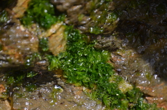Ulva californica