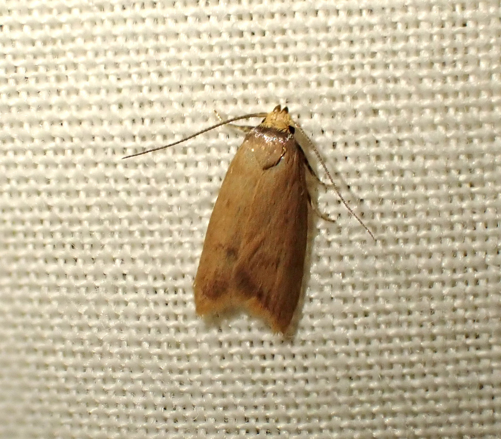Tachystola ptochodes