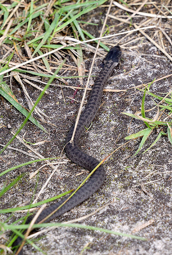Smooth Snake, Netherlands, photo 7 of 10