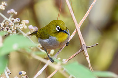 Zosterops maderaspatanus