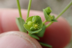 Euphorbia tetrapora