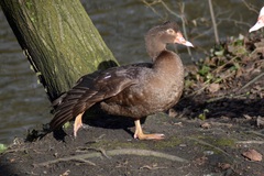 Cairina moschata domestica