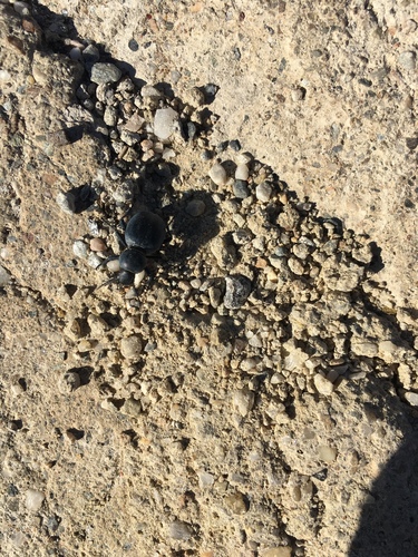 Tentyria incerta