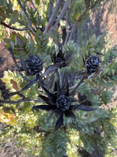 Image of Leucadendron procerum by (c) Charleen Brunke, some rights reserved (CC BY)