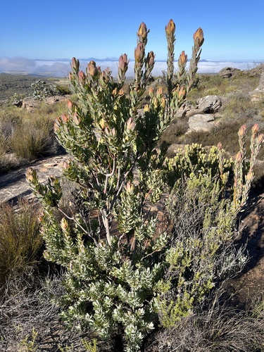 Image of Leucadendron procerum by (c) Charleen Brunke, some rights reserved (CC BY)