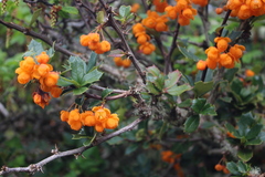 Berberis ilicifolia