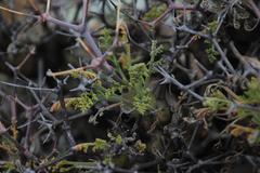 Pelargonium crithmifolium