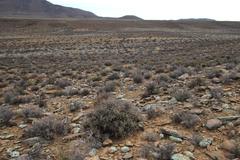 Pelargonium crithmifolium