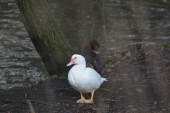 Cairina moschata domestica