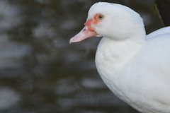 Cairina moschata domestica