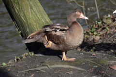 Cairina moschata domestica