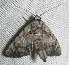 Eutelia catephioides