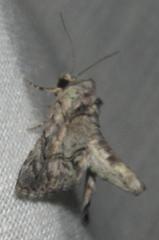 Eutelia catephioides