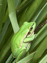 Green and Golden Bell Frog photo 5