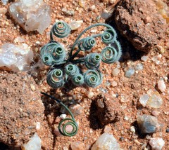 Gethyllis lanuginosa