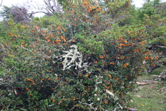 Berberis ilicifolia