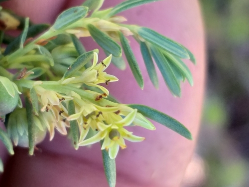 Clutia polifolia (Clutia polifolia)