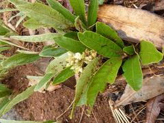 Parinari capensis capensis