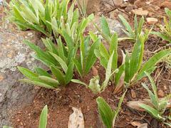 Parinari capensis capensis